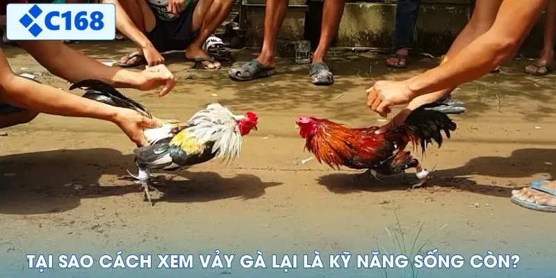 Tại sao cách xem vảy gà lại là kỹ năng sống còn?